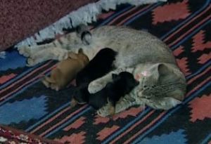 ����� ����� ���������� ���-��������